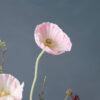 Poppy Zijden bloem ingezoomd - Madame Fleurie