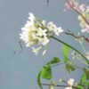 Zijden bloem wit - Madame Fleurie